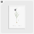 アートポストカード-Chess flower illustration - ピエール ジョゼフ ルドゥーテ Postcard.