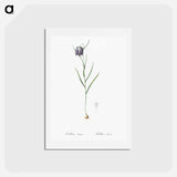 アートポストカード-Chess flower illustration - ピエール ジョゼフ ルドゥーテ Postcard.