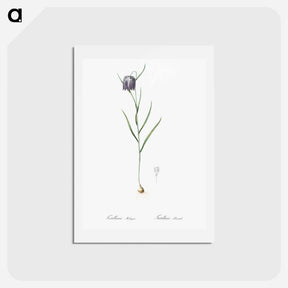 アートポストカード-Chess flower illustration - ピエール ジョゼフ ルドゥーテ Postcard.