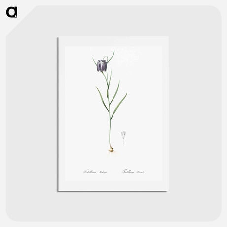 アートポストカード-Chess flower illustration - ピエール ジョゼフ ルドゥーテ Postcard.