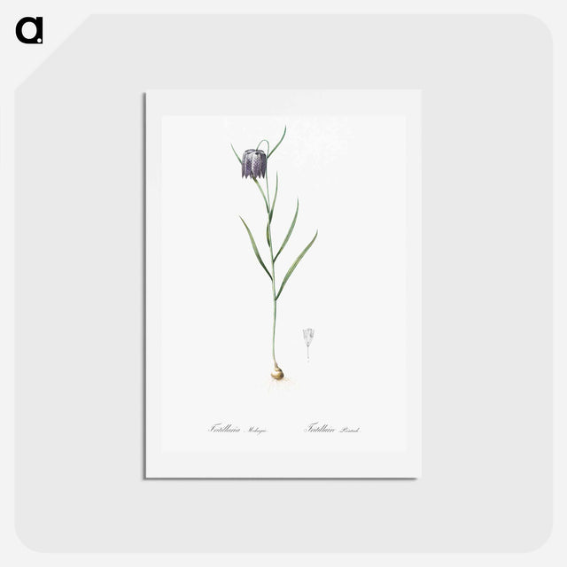 アートポストカード-Chess flower illustration - ピエール ジョゼフ ルドゥーテ Postcard.