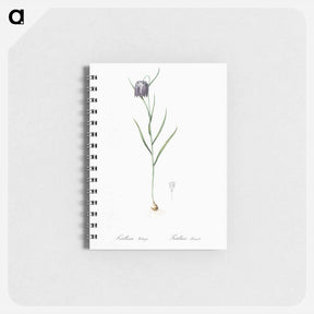 アートメモ帳-Chess flower illustration - ピエール ジョゼフ ルドゥーテ Memo.