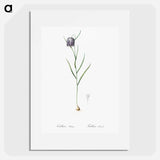 Chess flower illustration - Pierre Joseph Redouté Poster.