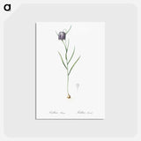 アートポストカード-Chess flower illustration - ピエール ジョゼフ ルドゥーテ Postcard.