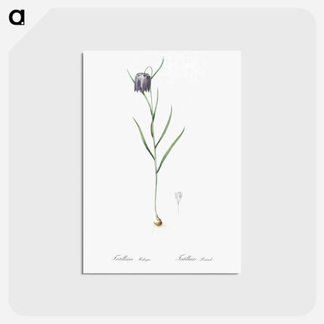 アートポストカード-Chess flower illustration - ピエール ジョゼフ ルドゥーテ Postcard.