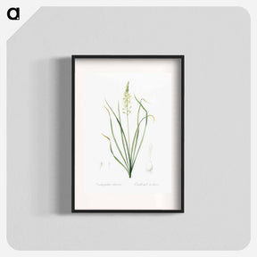 アートポスター-Wild asparagus illustration - ピエール ジョゼフ ルドゥーテ Poster.