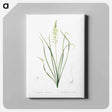 アートパネル-Wild asparagus illustration - ピエール ジョゼフ ルドゥーテ Canvas.