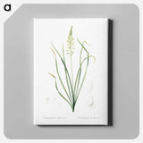 アートパネル-Wild asparagus illustration - ピエール ジョゼフ ルドゥーテ Canvas.