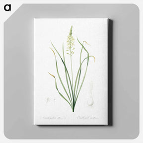 アートパネル-Wild asparagus illustration - ピエール ジョゼフ ルドゥーテ Canvas.