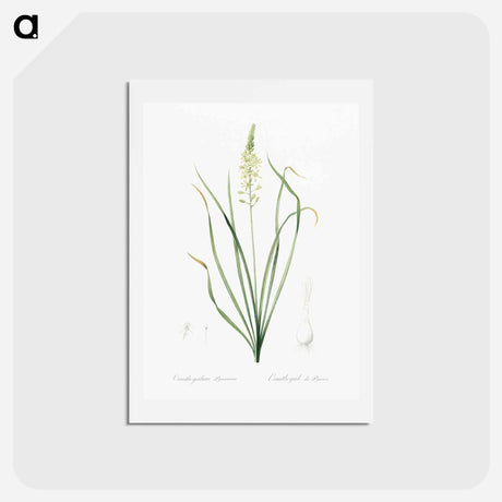アートポストカード-Wild asparagus illustration - ピエール ジョゼフ ルドゥーテ Postcard.