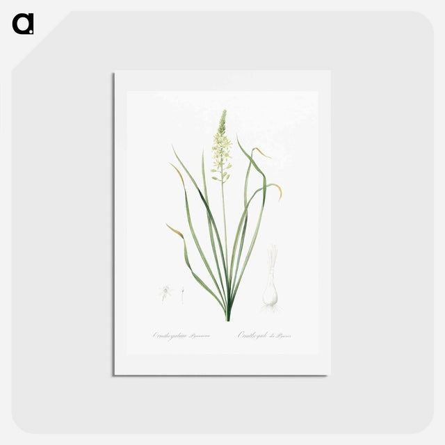 アートポストカード-Wild asparagus illustration - ピエール ジョゼフ ルドゥーテ Postcard.