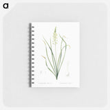 Wild asparagus illustration - ピエール ジョゼフ ルドゥーテ Memo.