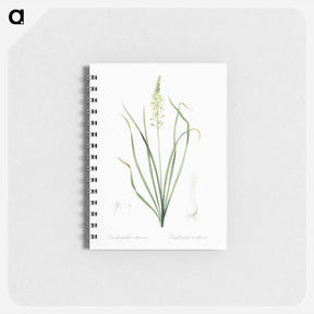 アートメモ帳-Wild asparagus illustration - ピエール ジョゼフ ルドゥーテ Memo.