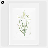 Wild asparagus illustration - Pierre Joseph Redouté Poster.