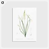 アートポストカード-Wild asparagus illustration - ピエール ジョゼフ ルドゥーテ Postcard.