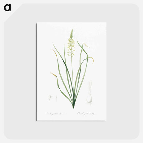 アートポストカード-Wild asparagus illustration - ピエール ジョゼフ ルドゥーテ Postcard.