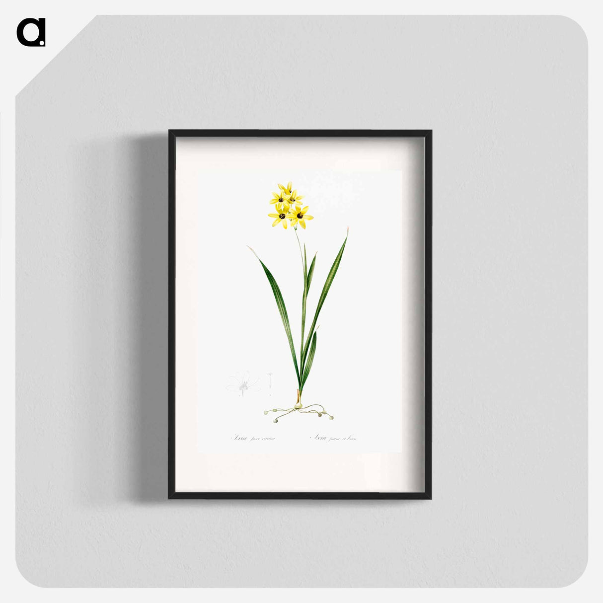 Ixia fusco citrina - Pierre Joseph Redouté Poster.