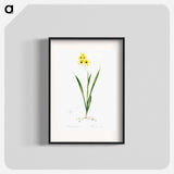 Ixia fusco citrina - Pierre Joseph Redouté Poster.