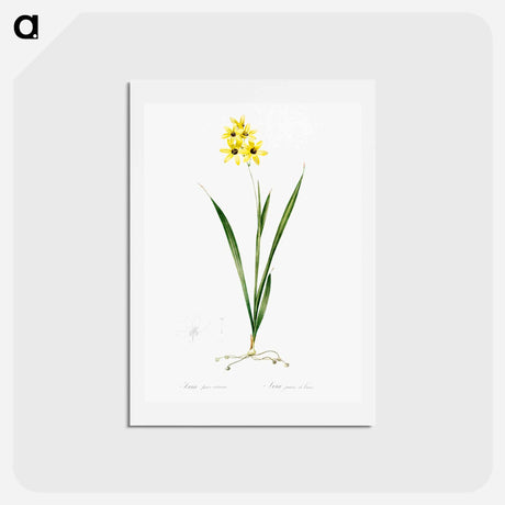 アートポストカード-Ixia fusco citrina - ピエール ジョゼフ ルドゥーテ Postcard.