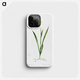 Ixia fusco citrina - Pierre Joseph Redouté Phone Case.
