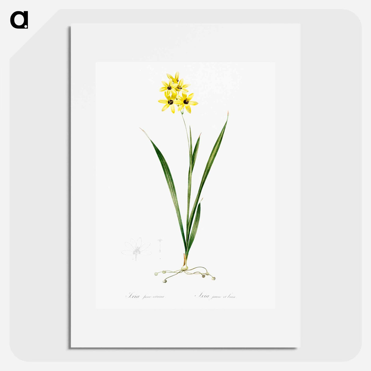 Ixia fusco citrina - Pierre Joseph Redouté Poster.