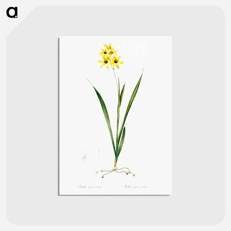 アートポストカード-Ixia fusco citrina - ピエール ジョゼフ ルドゥーテ Postcard.