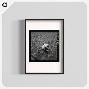 アートポスター-White sharecropper priming tobacco early in the morning - ドロテア ラング Poster.