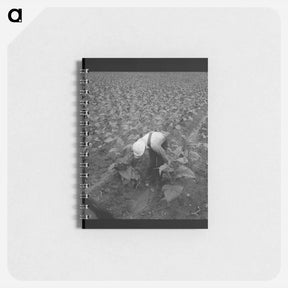 アートメモ帳-White sharecropper priming tobacco early in the morning - ドロテア ラング Memo.
