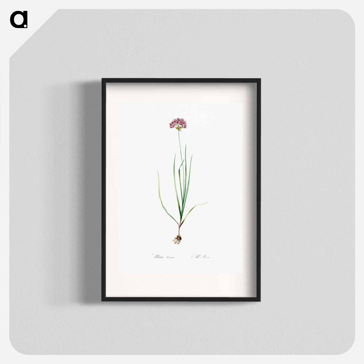 Rosy garlic illustration - Pierre Joseph Redouté Poster.
