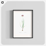 Rosy garlic illustration - Pierre Joseph Redouté Poster.