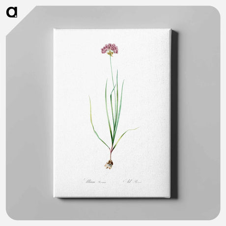 アートパネル-Rosy garlic illustration - ピエール ジョゼフ ルドゥーテ Canvas.