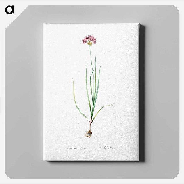 アートパネル-Rosy garlic illustration - ピエール ジョゼフ ルドゥーテ Canvas.