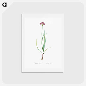 アートポストカード-Rosy garlic illustration - ピエール ジョゼフ ルドゥーテ Postcard.