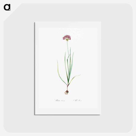 アートポストカード-Rosy garlic illustration - ピエール ジョゼフ ルドゥーテ Postcard.