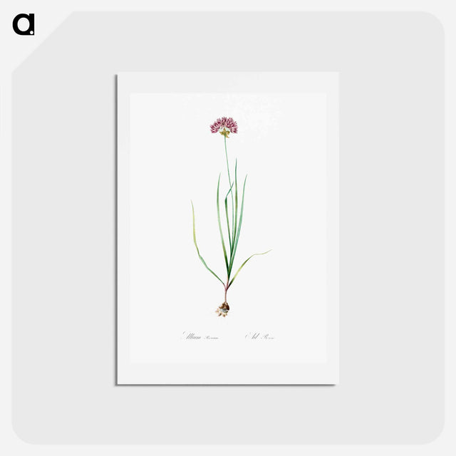 アートポストカード-Rosy garlic illustration - ピエール ジョゼフ ルドゥーテ Postcard.
