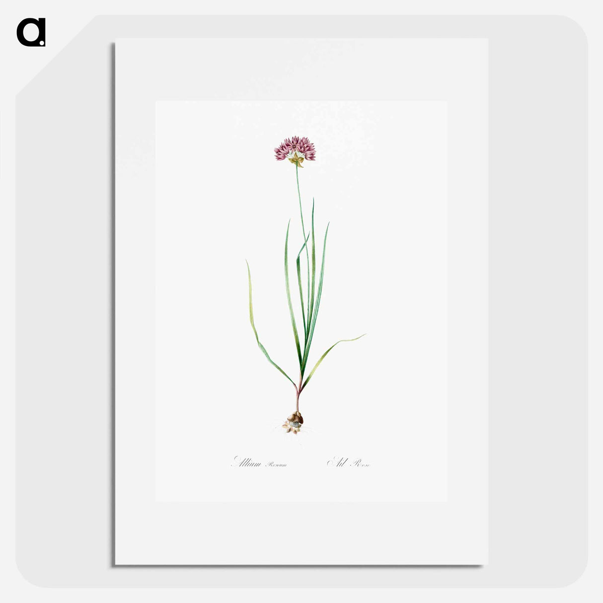 Rosy garlic illustration - Pierre Joseph Redouté Poster.