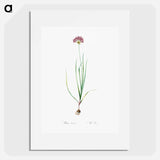 Rosy garlic illustration - Pierre Joseph Redouté Poster.
