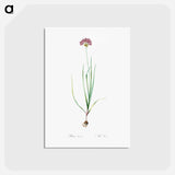 アートポストカード-Rosy garlic illustration - ピエール ジョゼフ ルドゥーテ Postcard.