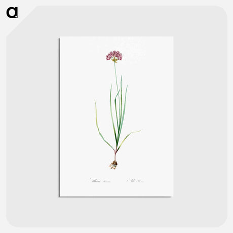 アートポストカード-Rosy garlic illustration - ピエール ジョゼフ ルドゥーテ Postcard.