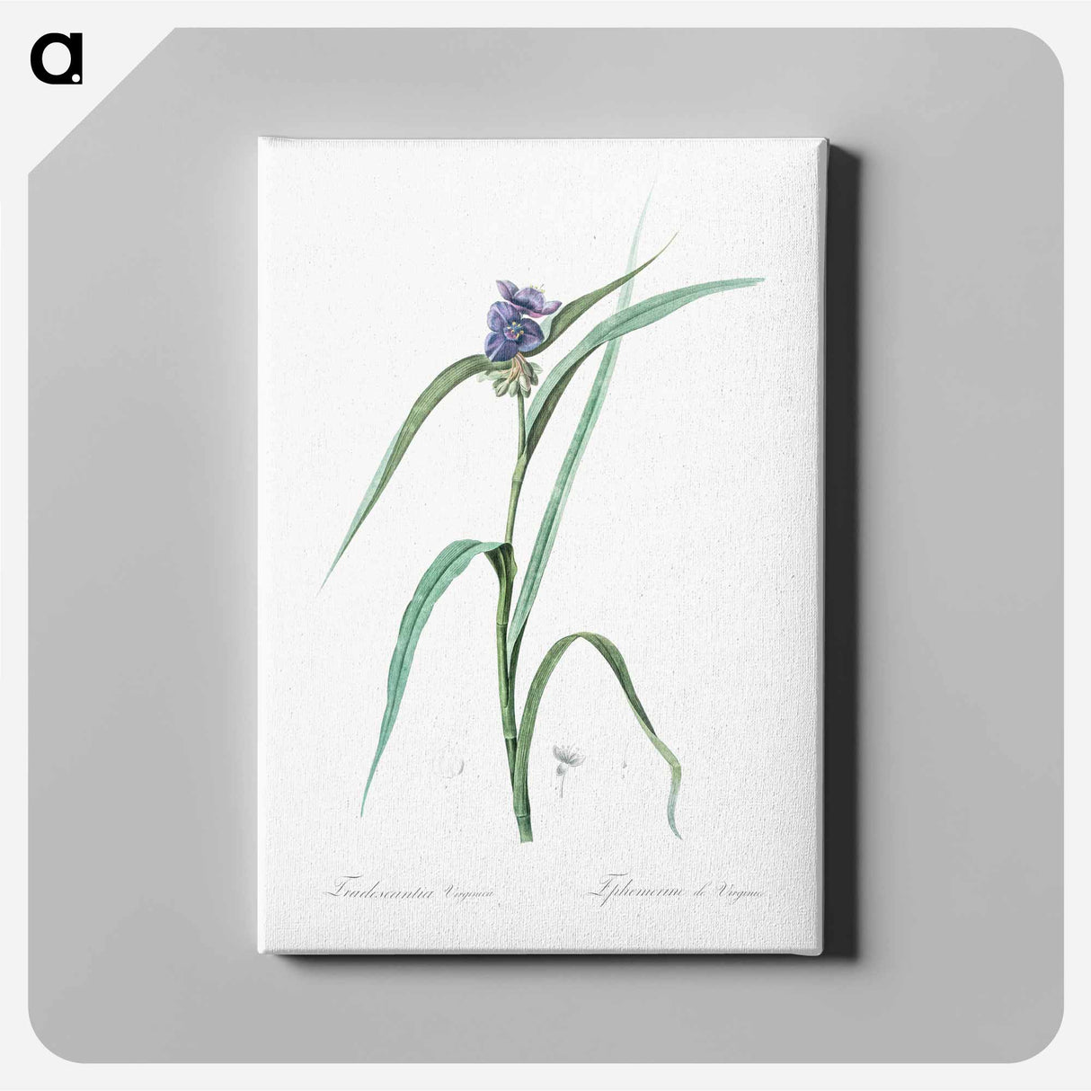 アートパネル-Virginia spiderwort - ピエール ジョゼフ ルドゥーテ Canvas.