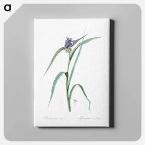 アートパネル-Virginia spiderwort - ピエール ジョゼフ ルドゥーテ Canvas.