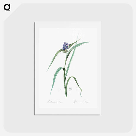 アートポストカード-Virginia spiderwort - ピエール ジョゼフ ルドゥーテ Postcard.