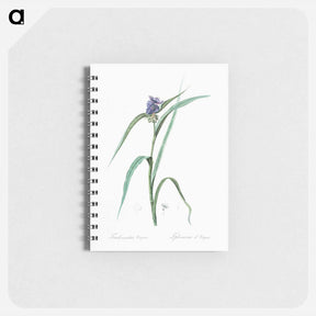アートメモ帳-Virginia spiderwort - ピエール ジョゼフ ルドゥーテ Memo.