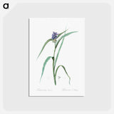 アートポストカード-Virginia spiderwort - ピエール ジョゼフ ルドゥーテ Postcard.