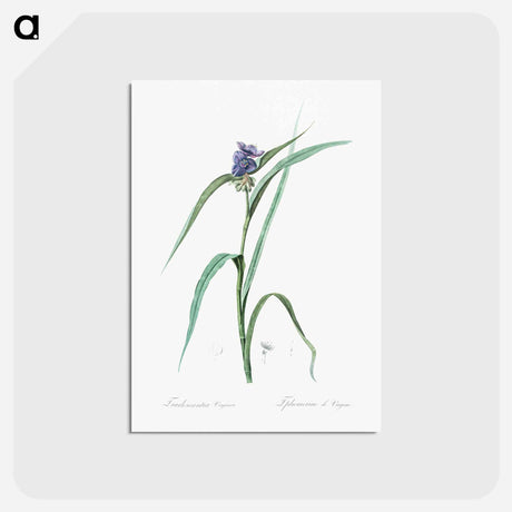 アートポストカード-Virginia spiderwort - ピエール ジョゼフ ルドゥーテ Postcard.