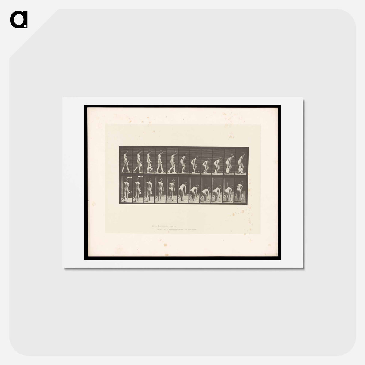 アートポストカード-Woman Picking Cloth
 - エドワード マイブリッジ Postcard.