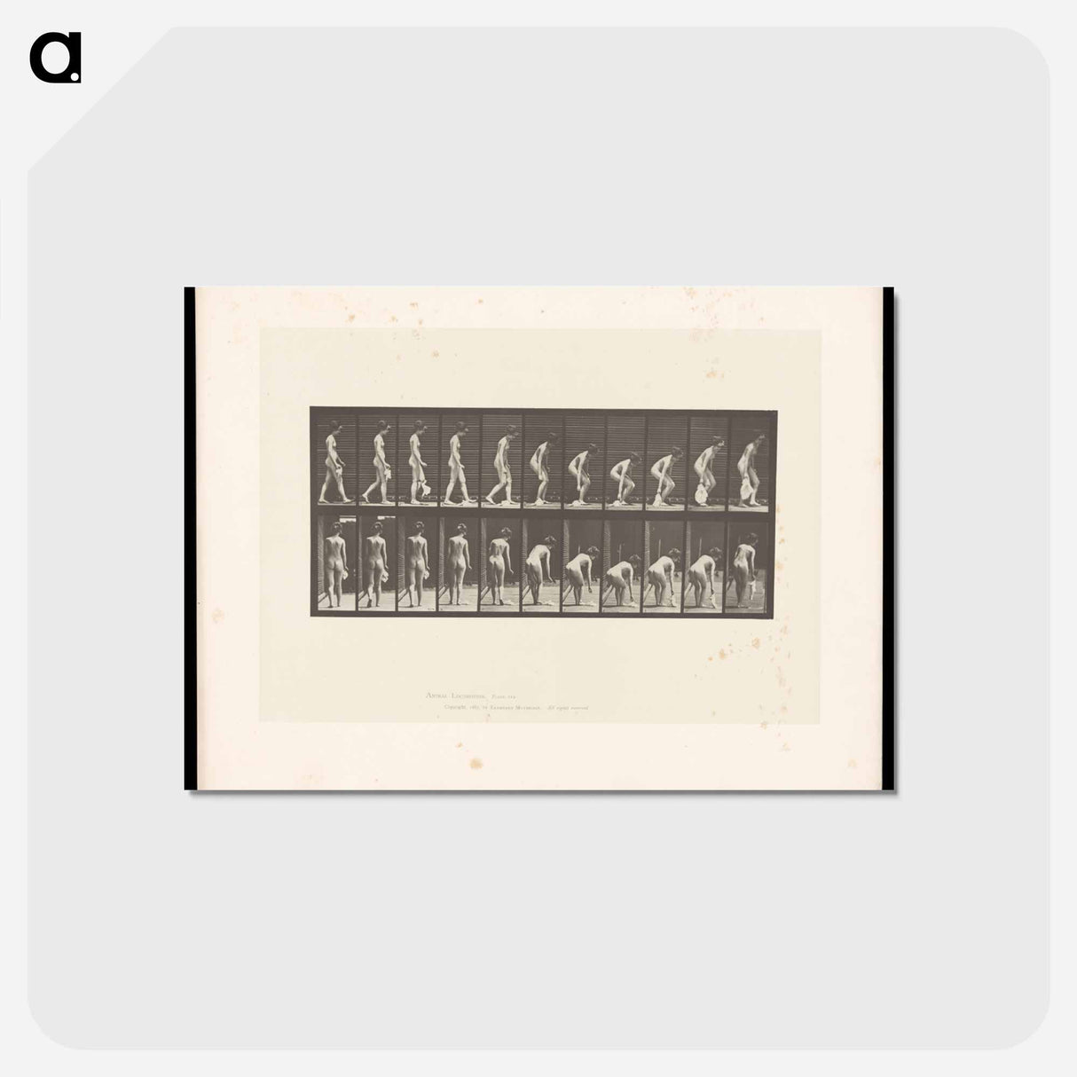アートポストカード-Woman Picking Cloth
 - エドワード マイブリッジ Postcard.