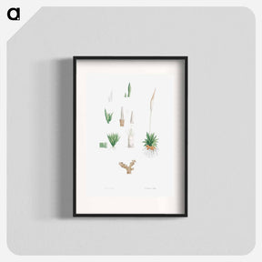 アートポスター-Botanical roots and leaves - ピエール ジョゼフ ルドゥーテ Poster.