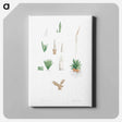 アートパネル-Botanical roots and leaves - ピエール ジョゼフ ルドゥーテ Canvas.