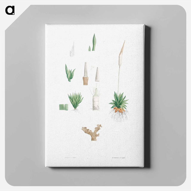 アートパネル-Botanical roots and leaves - ピエール ジョゼフ ルドゥーテ Canvas.